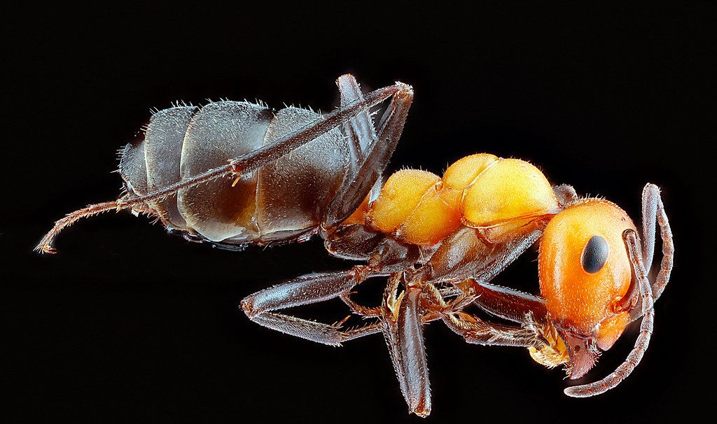 Ant Control service in Spokane Valley, WA