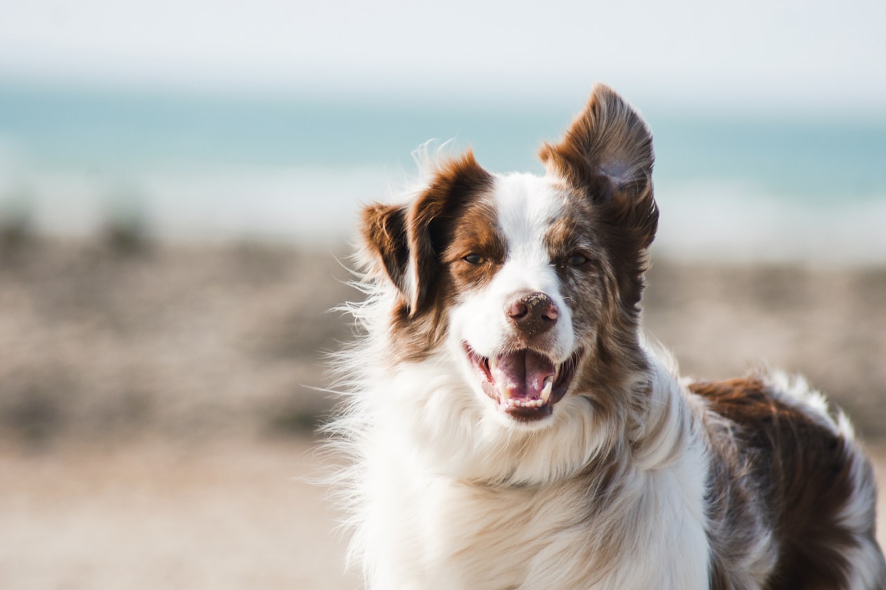Flea & Tick Control service in Spokane Valley, WA