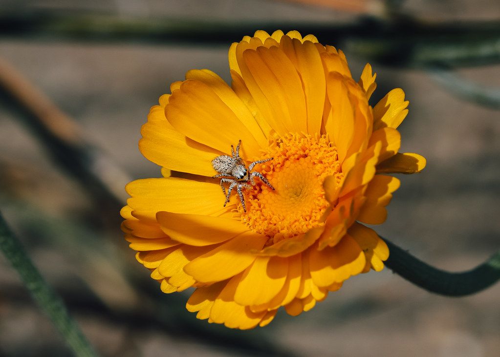 Spider Control service in Spokane Valley, WA